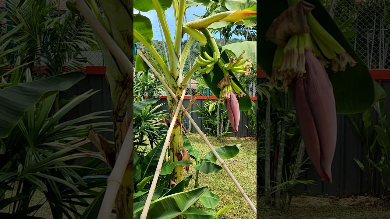 Красивая Колибри на цветке Банана. Бесплатная обзорная Экскурсия Пхукет. Таиланд за 50 тысяч Тутси. смотреть онлайн