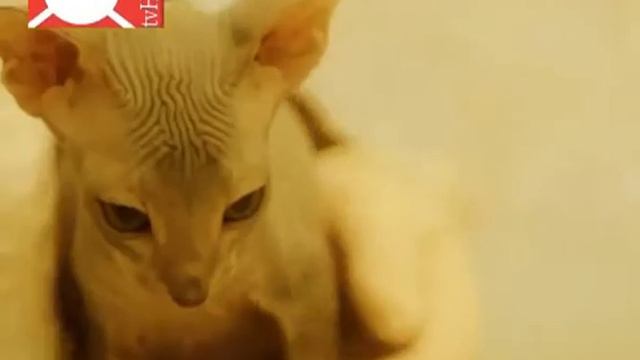 Что такое ветеринария
