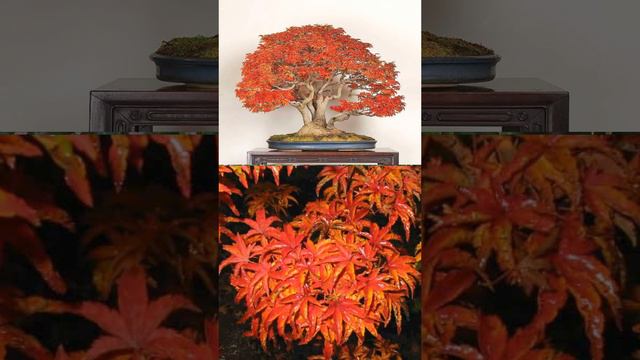 Клен шишигашира смотреть онлайн