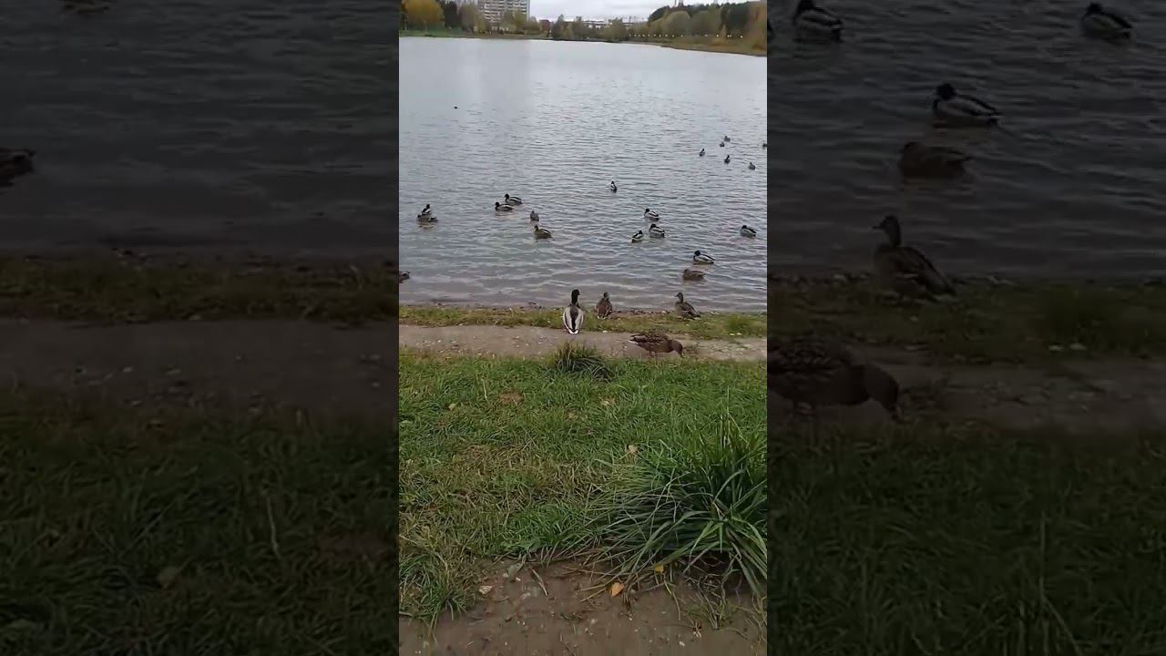 школьное озеро утки #озеро #утки смотреть онлайн