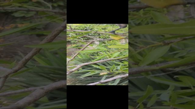 С миндальным орешком.mp4