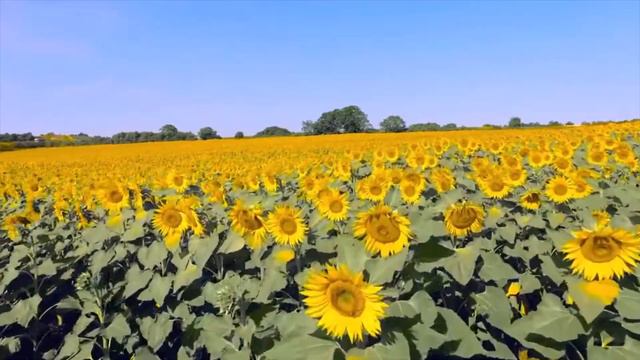 Нур Даутов Фатима смотреть онлайн