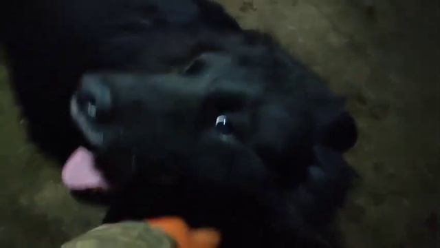 Шкодный Михаил Андреевич 🖤 Приют для животных Сириус в Киевской области. смотреть онлайн