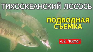 Лосось в море! Сахалин, рыбалка на кету.