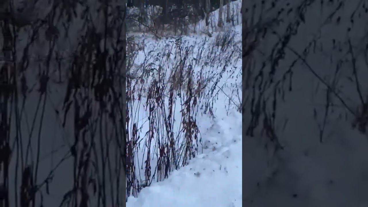 бегают кабанчики смотреть онлайн