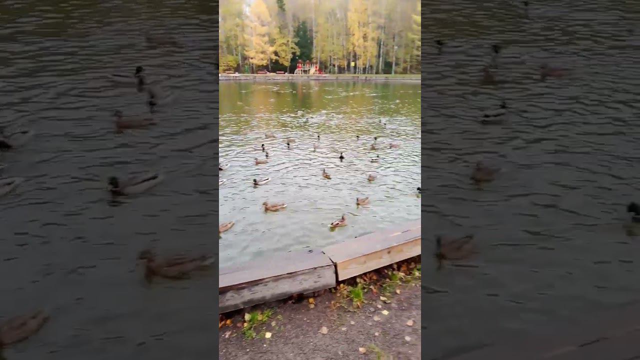 Голодные уточки #утки смотреть онлайн