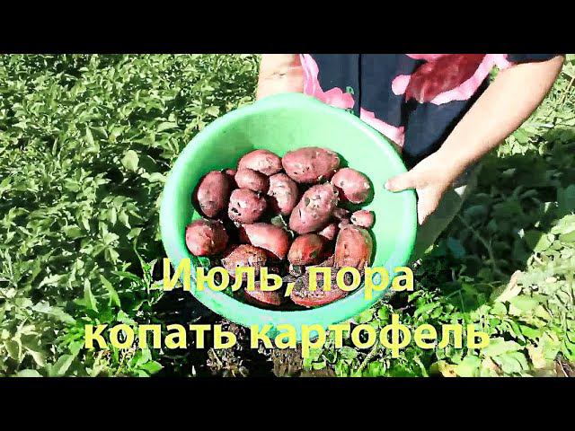 Июль, пора копать картофель, г.Омск смотреть онлайн