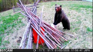 МЕДВЕДЬ НАСТОЛЬКО ОСТОРОЖЕН, ЧТО БОИТСЯ КАЖДОГО ШОРОХА / ПОВЕДЕНИЕ МЕДВЕДЯ У ПРИВАДЫ.