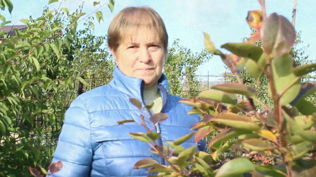 Как ускорить плодоношение груши. смотреть онлайн