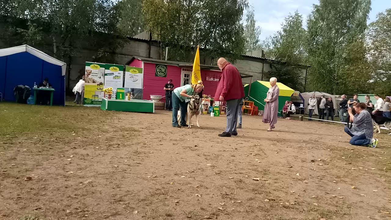 Гордость Питера штайер смотреть онлайн