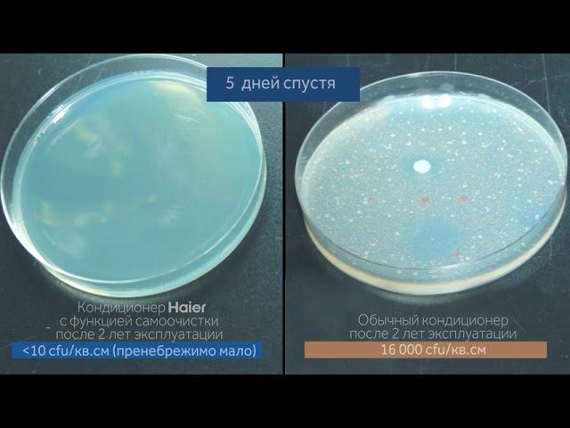 SelfClean - эксперимент по размножению бактерий на поверхности теплообменника кондиционера Haier смотреть онлайн