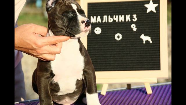 Щенки стаффы 1.5мес свободны смотреть онлайн