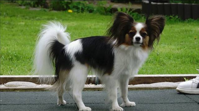 ДТ - 353. Умные и послушные маленькие собаки: шпицы и папильон