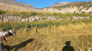 Сбор риса на рисовом поле, жизнь в деревне и кочевая жизнь