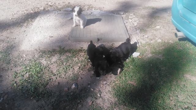 VID_20240929_100214.mp4