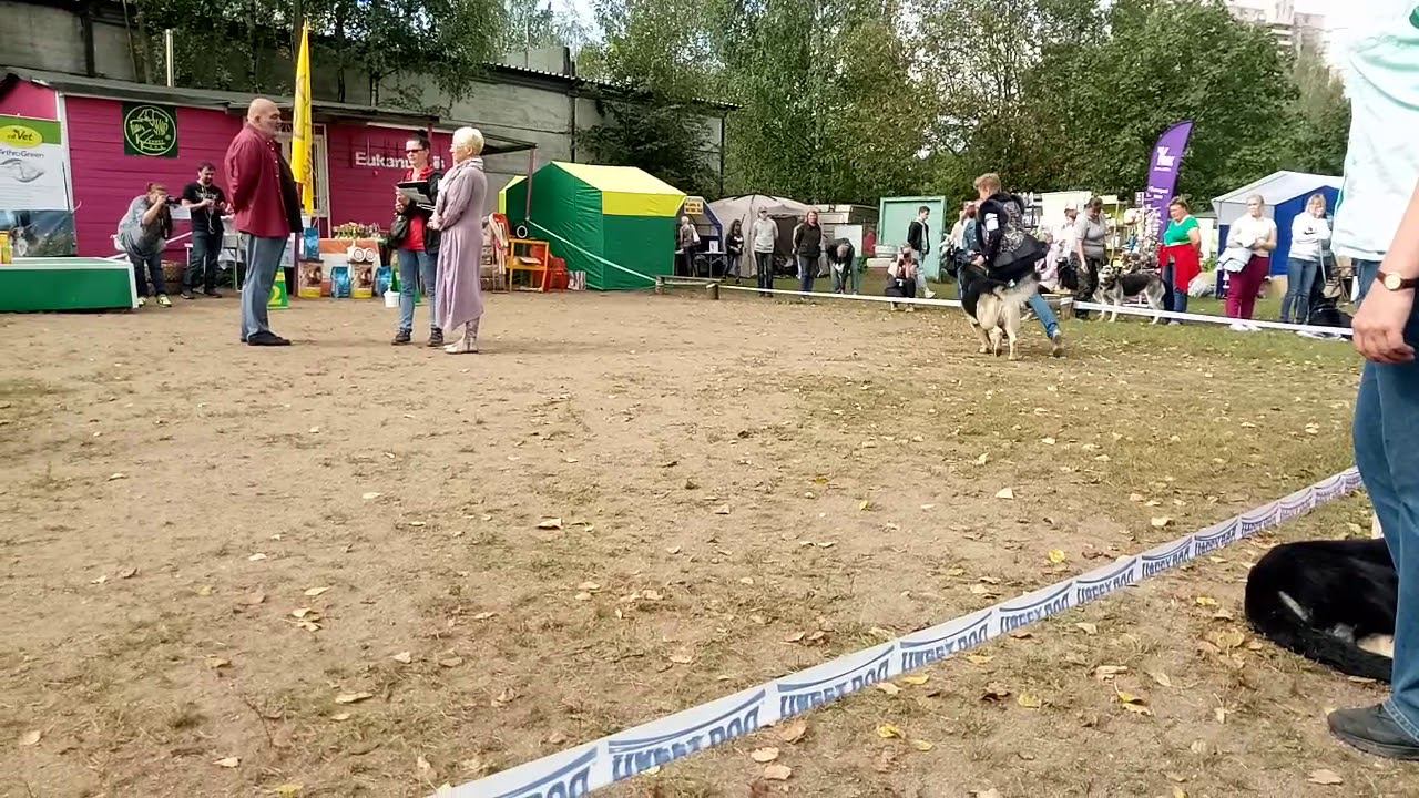 г.П.Штайер. Фиелисс Паладин смотреть онлайн