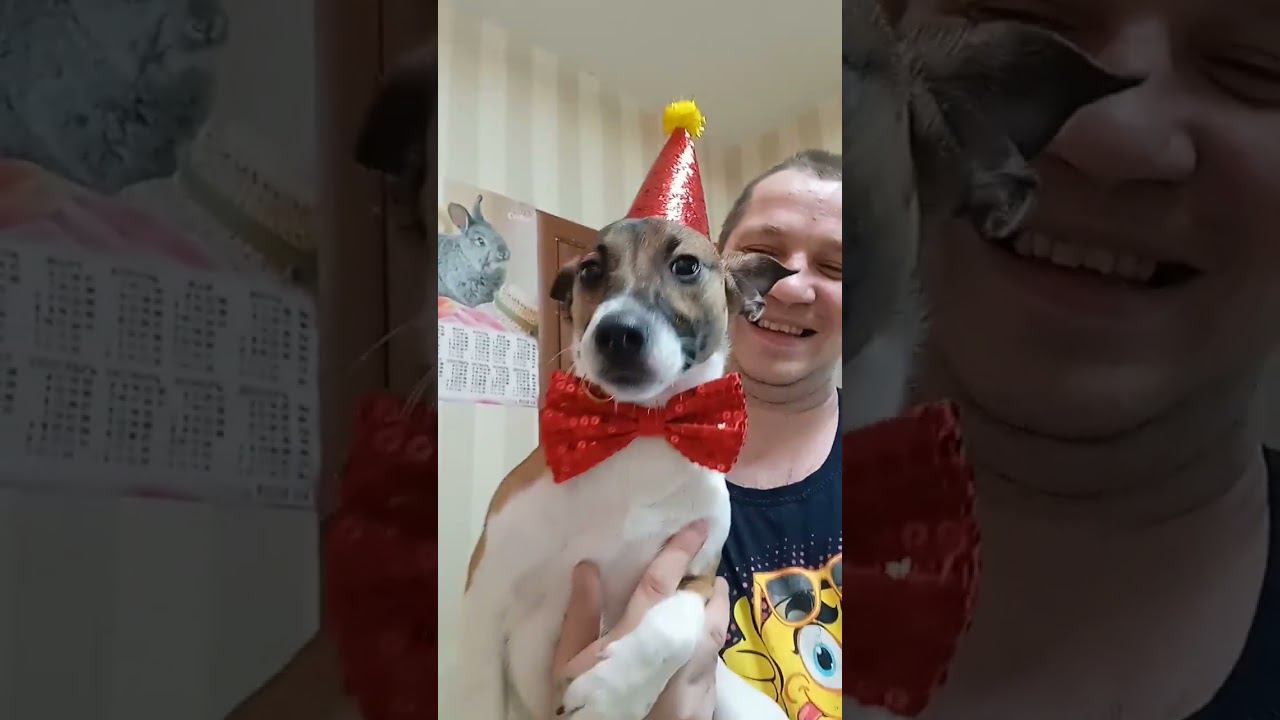 Подготовка бобы ко дню рождения #джекрасселтерьер смотреть онлайн