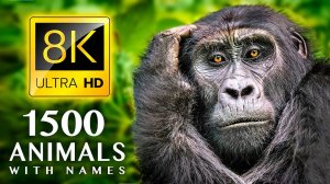 1500 ЖИВОТНЫХ и ЗВУКОВ 8K ULTRA HD