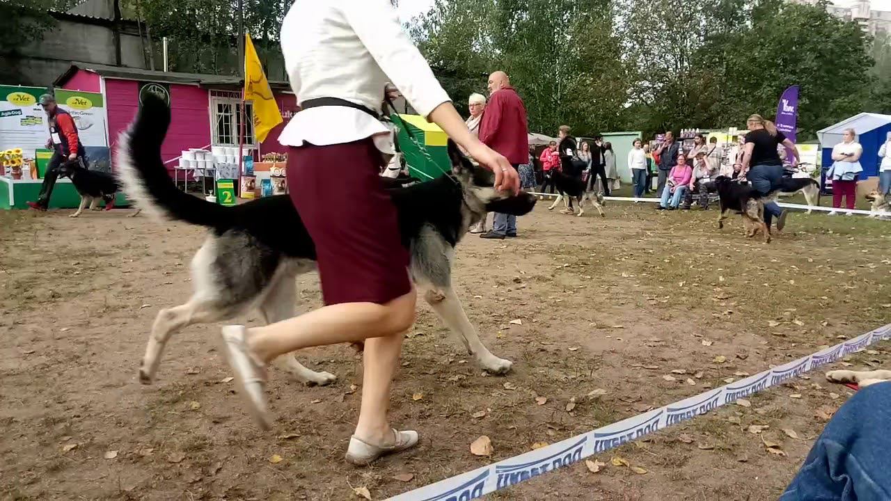 Класс открытый кобели смотреть онлайн