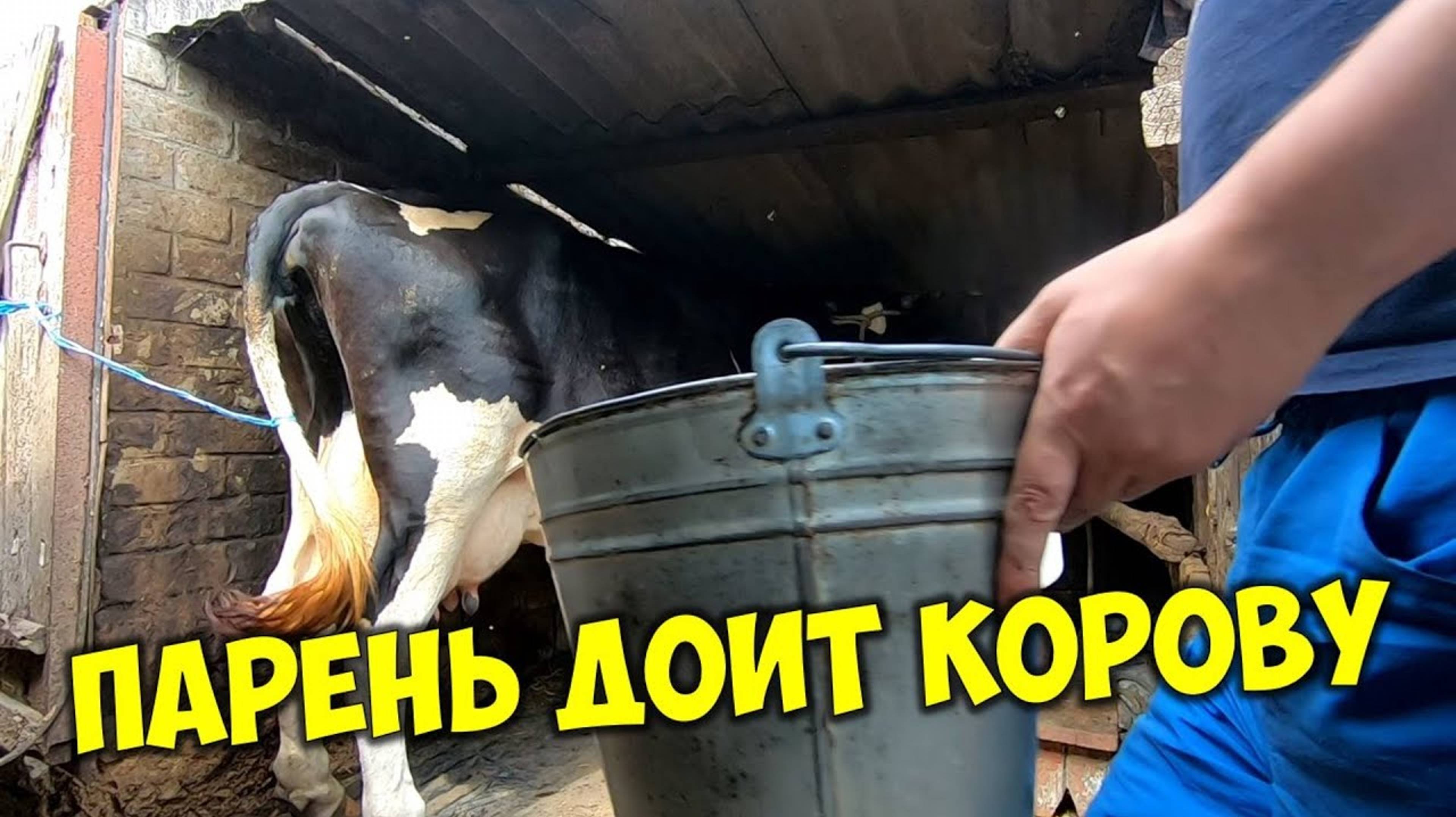 Как доить корову своими руками процесс доения🐄 Как получить больше молока 🐮 Дойка в ручную смотреть онлайн