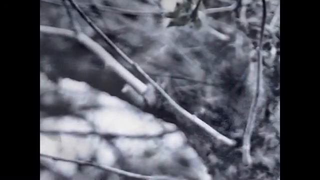 заброшенный сад.avi смотреть онлайн