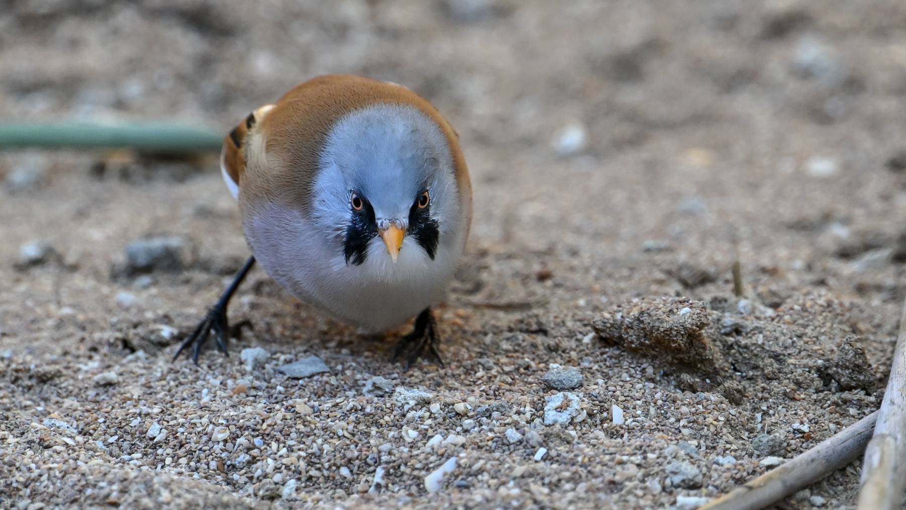 Усатые синицы смотреть онлайн