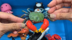 Learn Sea Animal Names and Facts I Sea Animals For Kids I Ocean Creatures