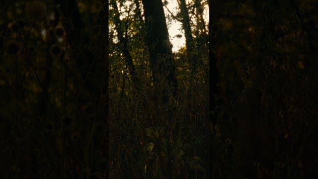 Тишина #shorts