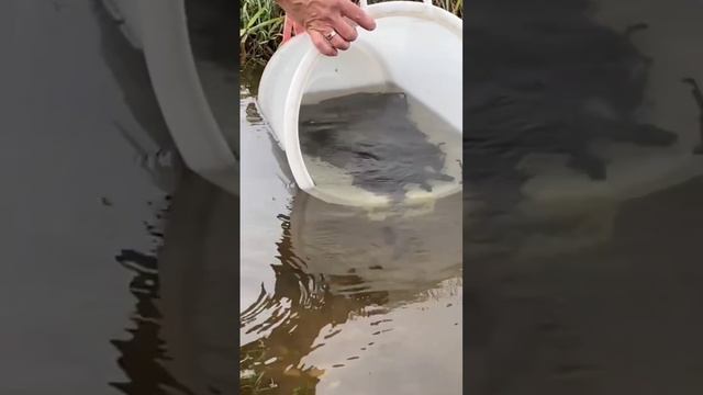 Зарыбления налима для сохранения этой породы! Налим смотреть онлайн