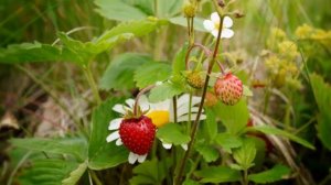 умывает красно солнышко 1000329835.mp4