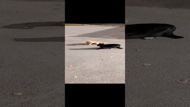 Котики дерутся ( победила молодость)) смотреть онлайн