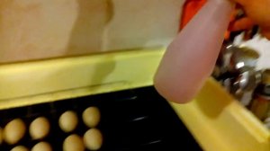 Инкубация Мускусной утки(индоутка) в инкубаторе Золушка