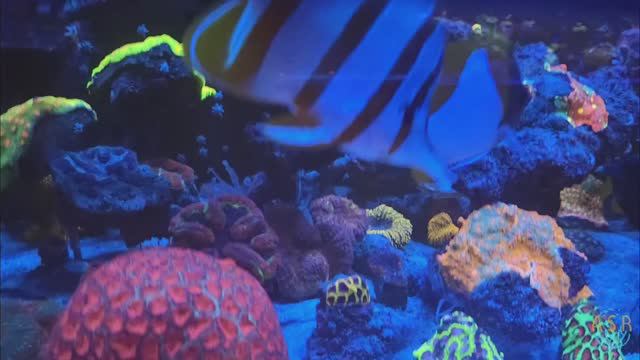 LPS mix reef 1000 в вечернем флюре смотреть онлайн