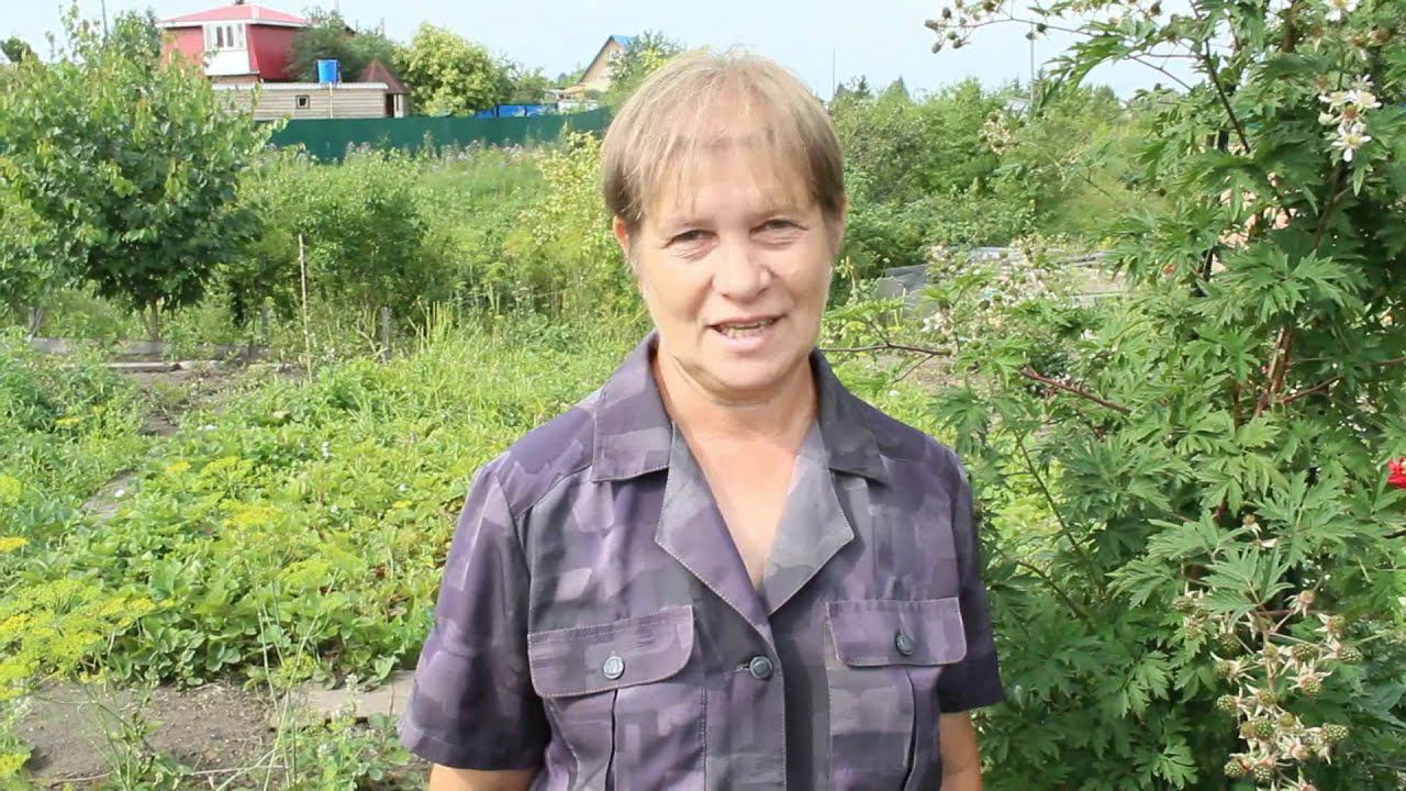 Ежевика Эвергрин торнлес смотреть онлайн