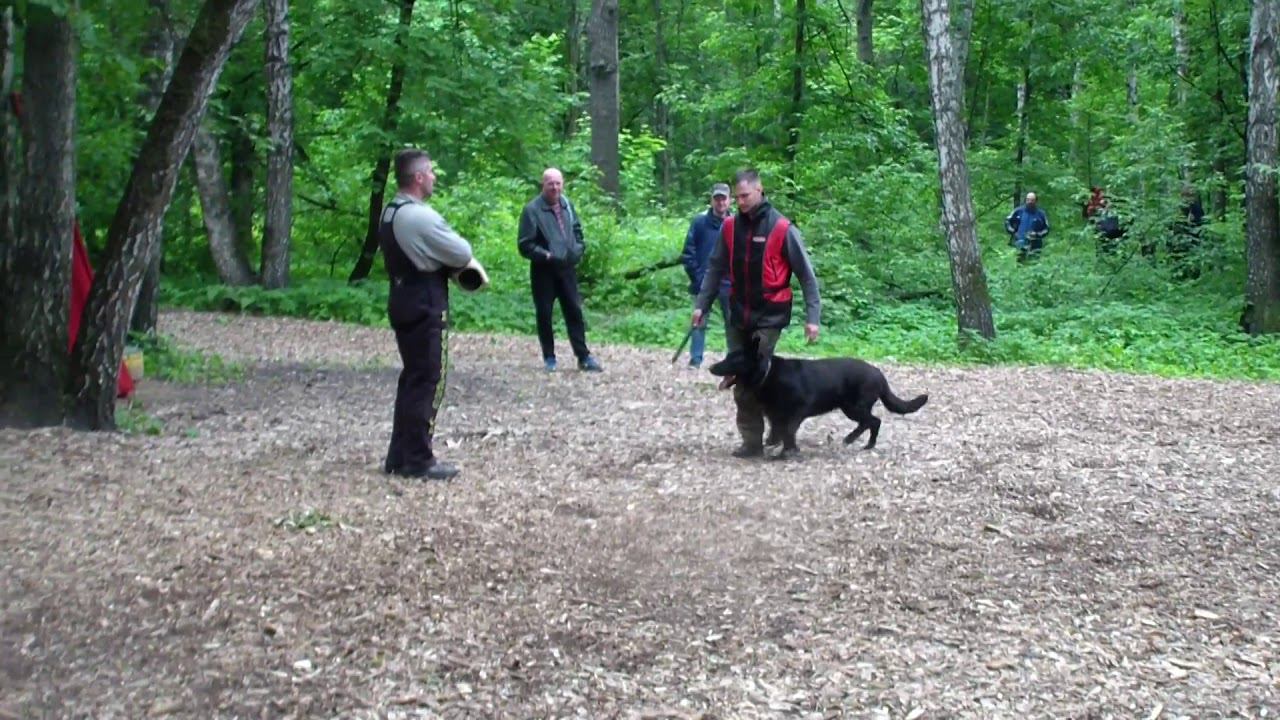 Армата Гвардефендер лобовая bestdog mybb ru смотреть онлайн