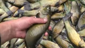 ОДНИ НА ОСТРОВЕ С НОЧЕВКОЙ! ОГРОМНЫЕ ЛИНИ НА ЗИМНЮЮ УДОЧКУ С ЛОДКИ! рыбалка с лодки на зимнюю удочк