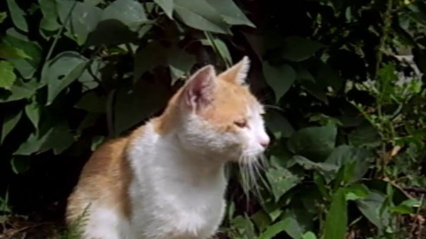 ГРУСТНЫЙ КОТИК (SAD CAT)