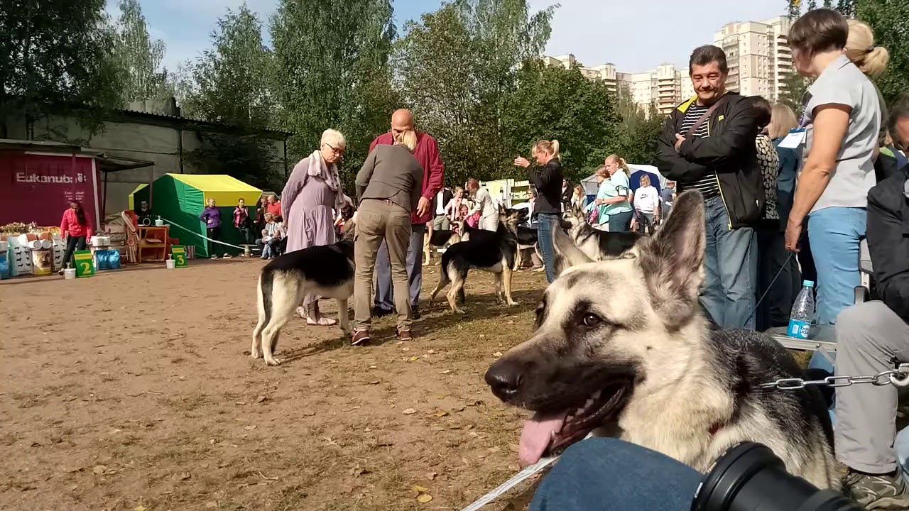 9 сентября 2018 г. смотреть онлайн