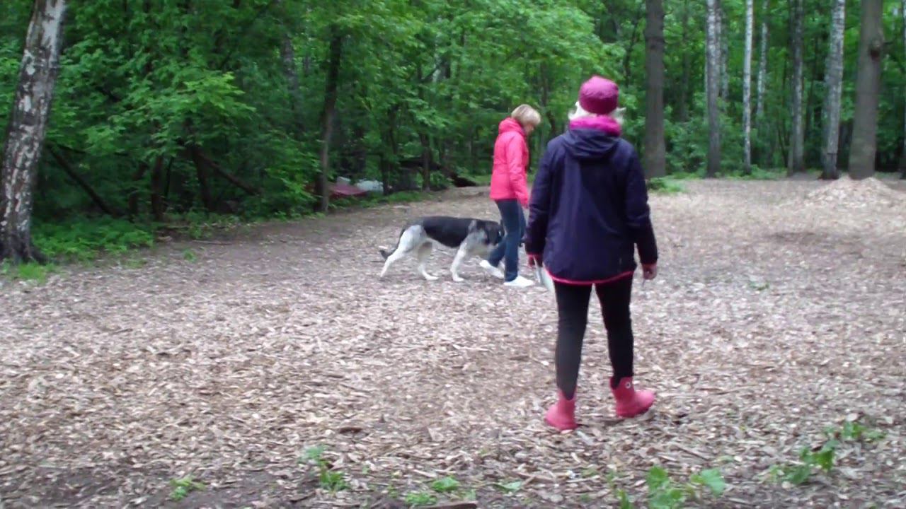 моншер вирсаль ягодка рядовость bestdog mybb ru смотреть онлайн