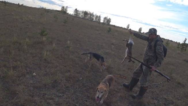 Охота на зайца с русскими гончими 24-25