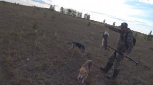 Охота на зайца с русскими гончими 24-25