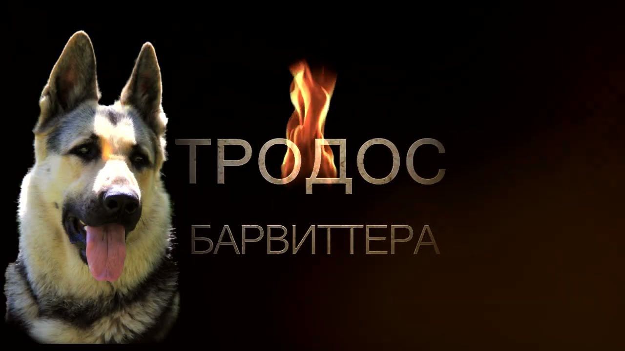 БАРВИТТЕРА ТРОДОС смотреть онлайн