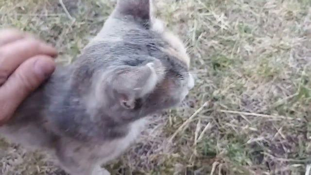 Кошке нравиться ласкатся смотреть онлайн