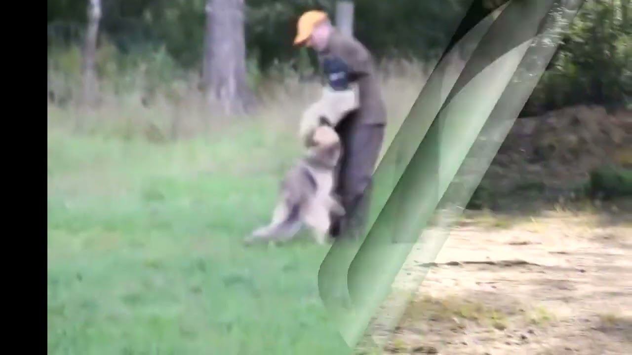 КАУРИ КАСКАД смотреть онлайн