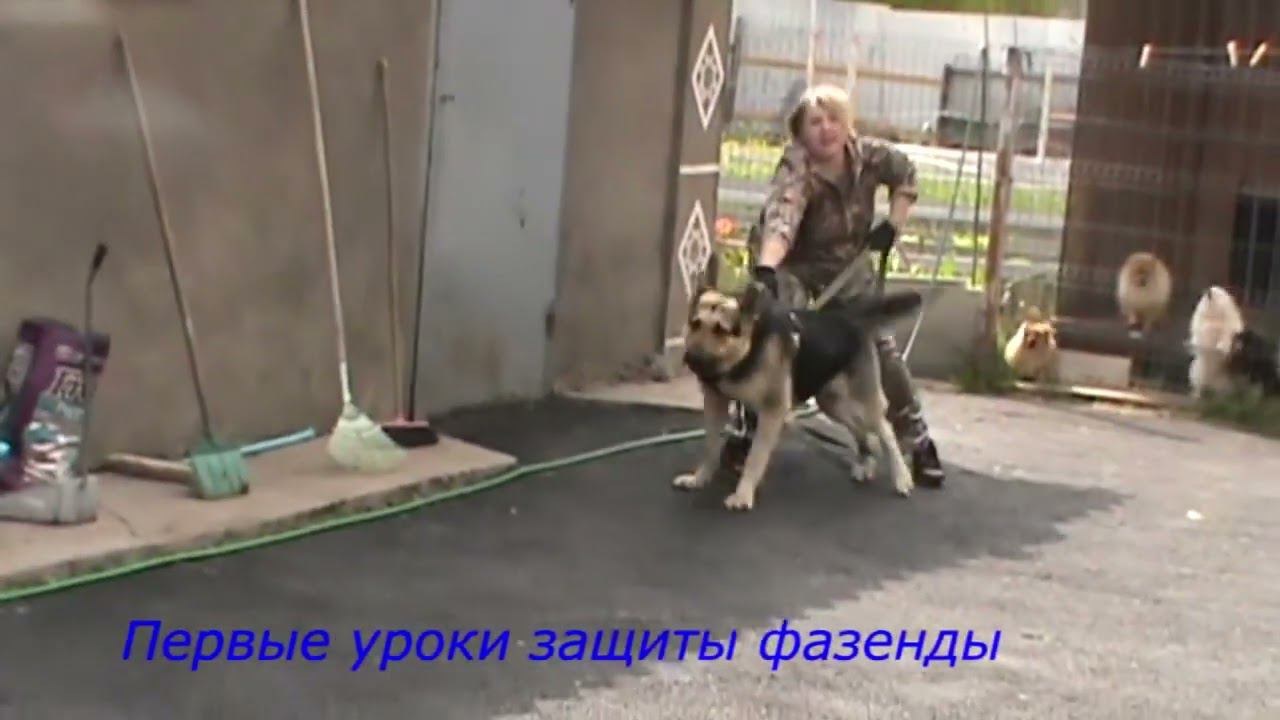 АЛЬКОР НА ОХРАНЕ ДОМА смотреть онлайн