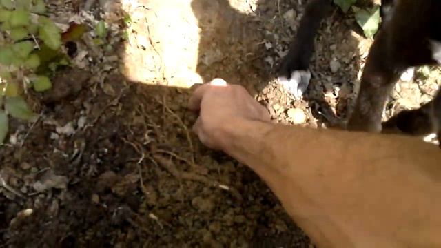 29-3-2014 ricerca con metal detector garrett euro ace 350 смотреть онлайн