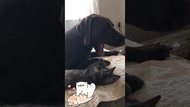 Котёнок плющит морду пса. Курцхаар Чак и Васька. Ейск. смотреть онлайн