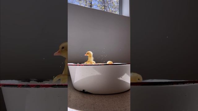 Счастливая жизнь малышей смотреть онлайн