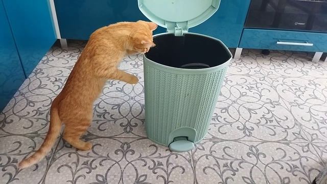 Кошки залезли в мусорное ведро смотреть онлайн