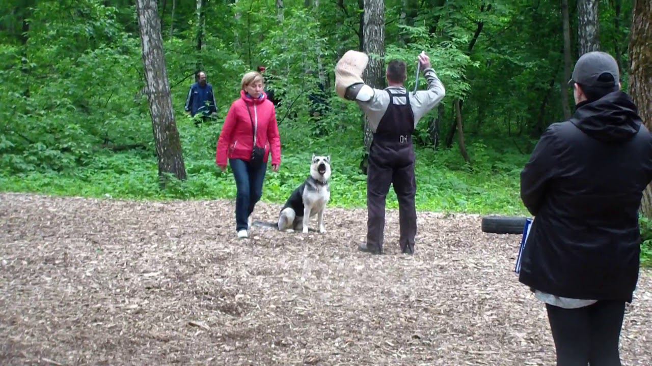 моншер вирсаль ягодка лобовая bestdog mybb ru смотреть онлайн